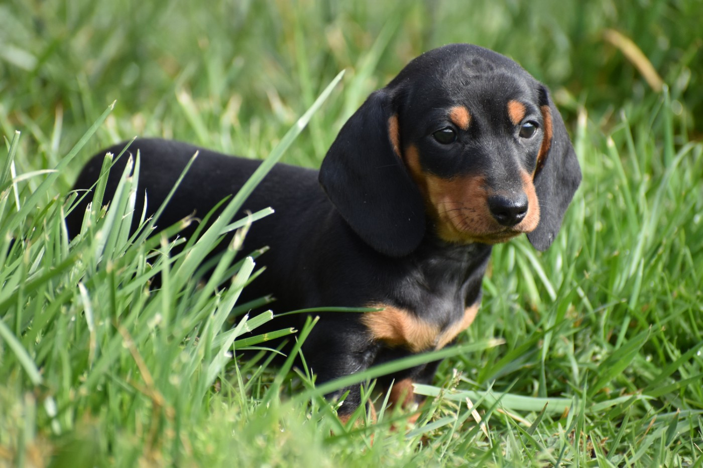 Femelle Noire et feu