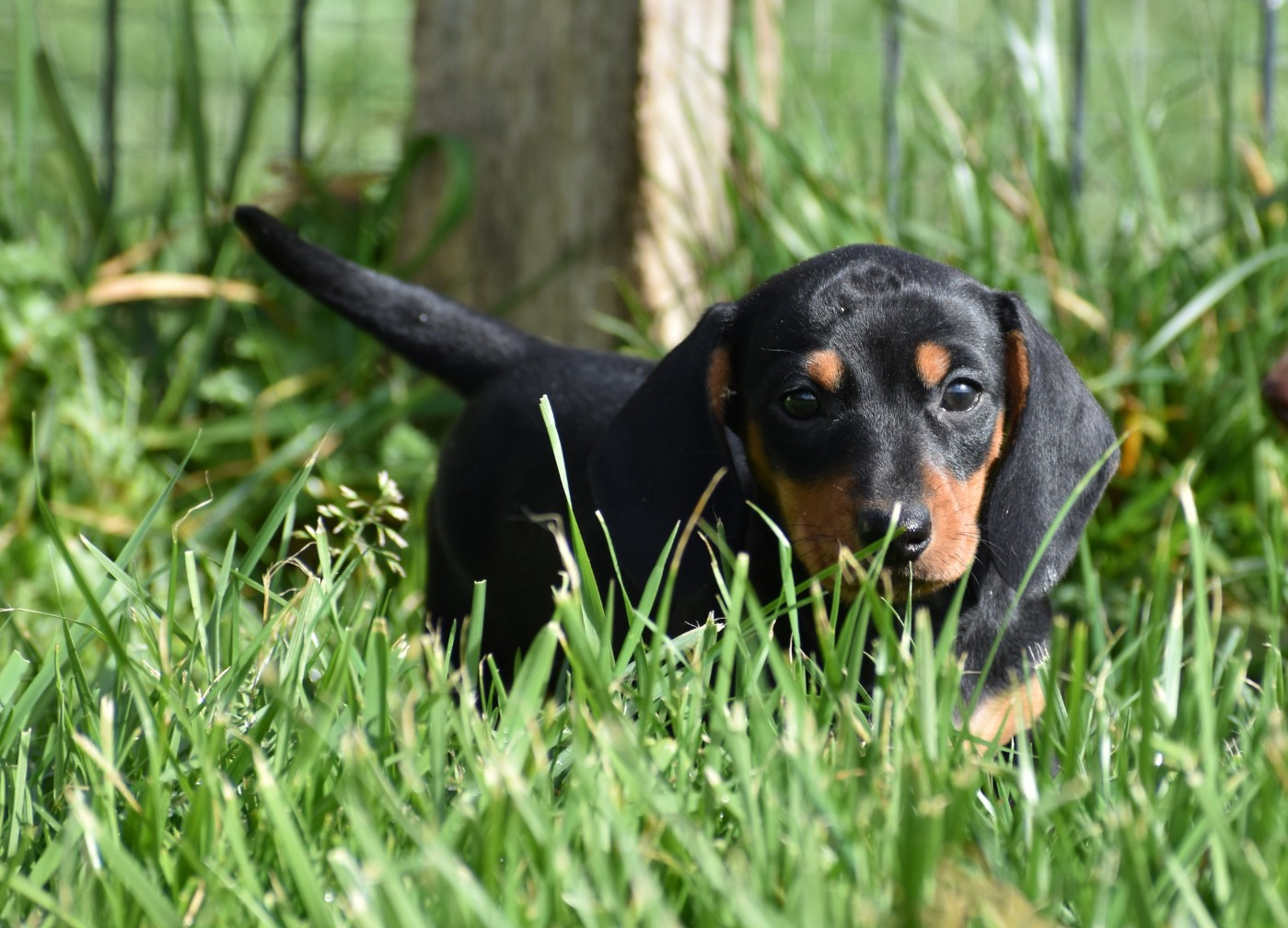 Femelle Noire et feu