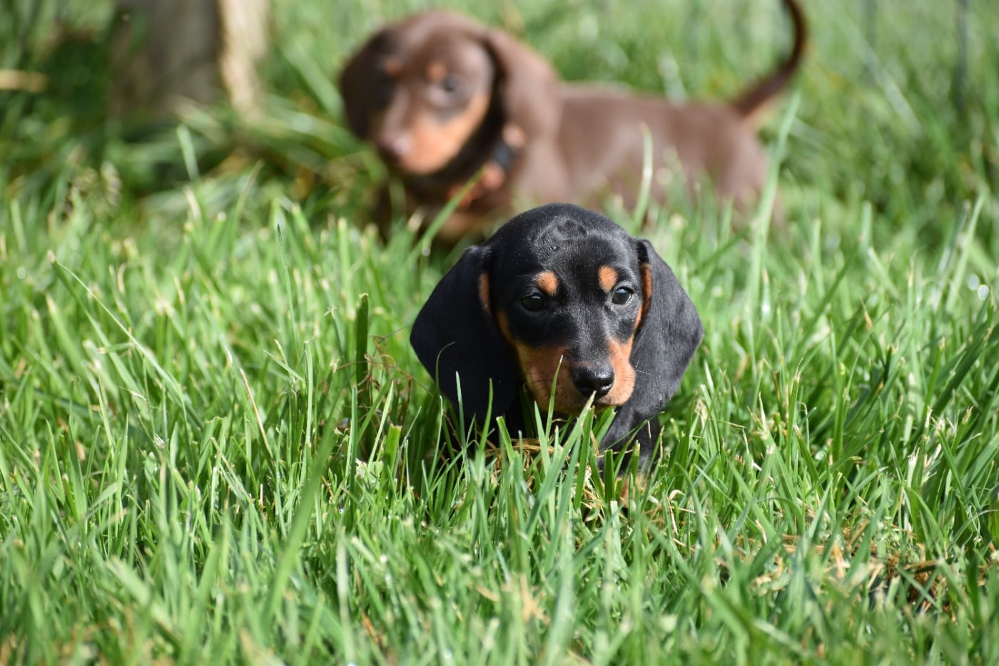 Femelle Noire et feu