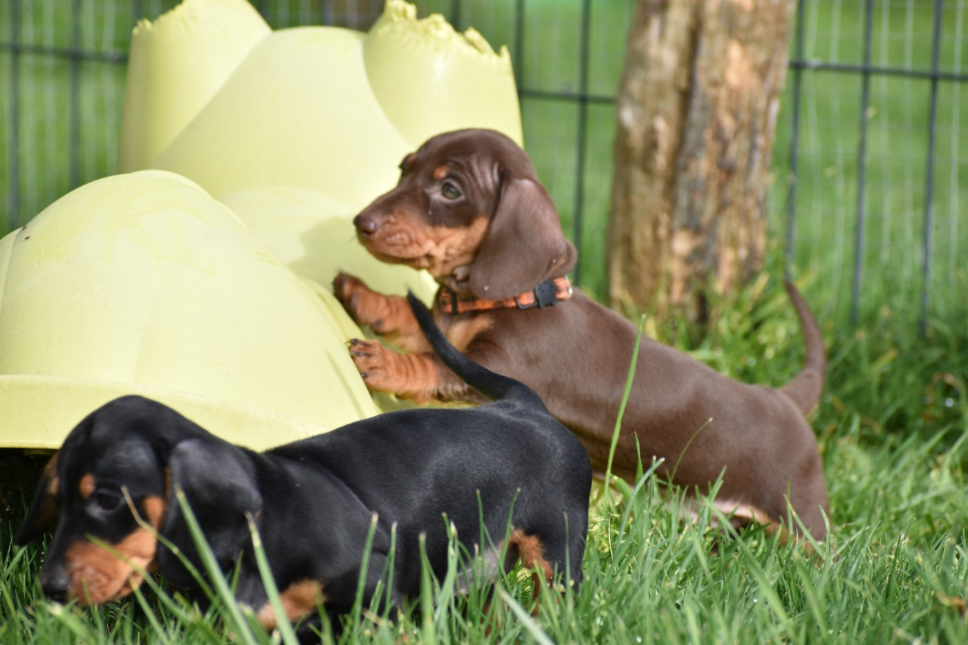 Femelle Naine chocolat