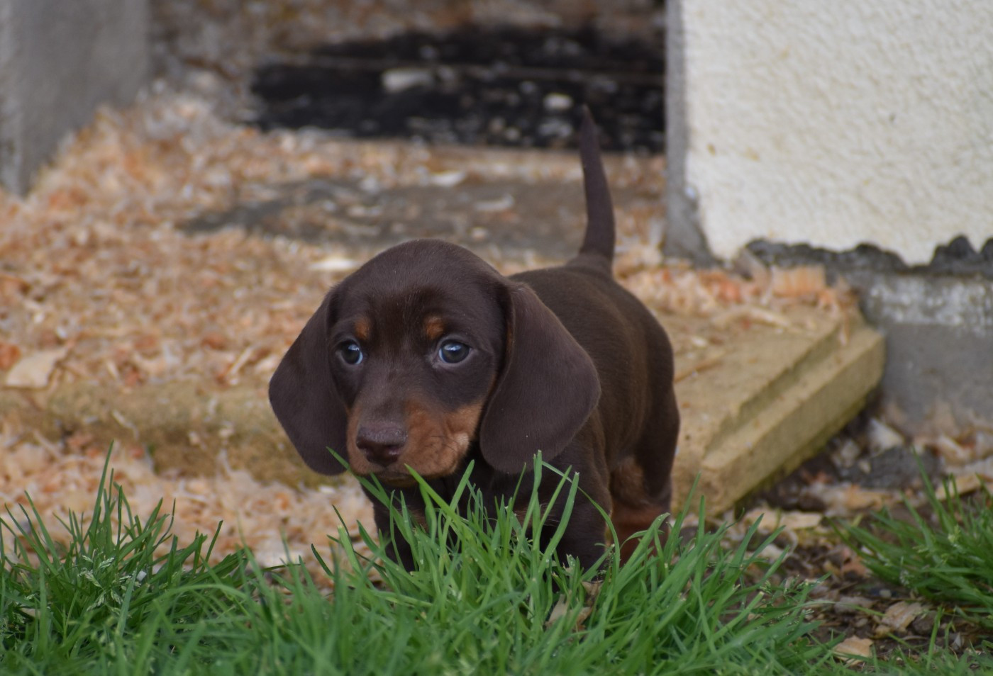 Femelle Naine chocolat
