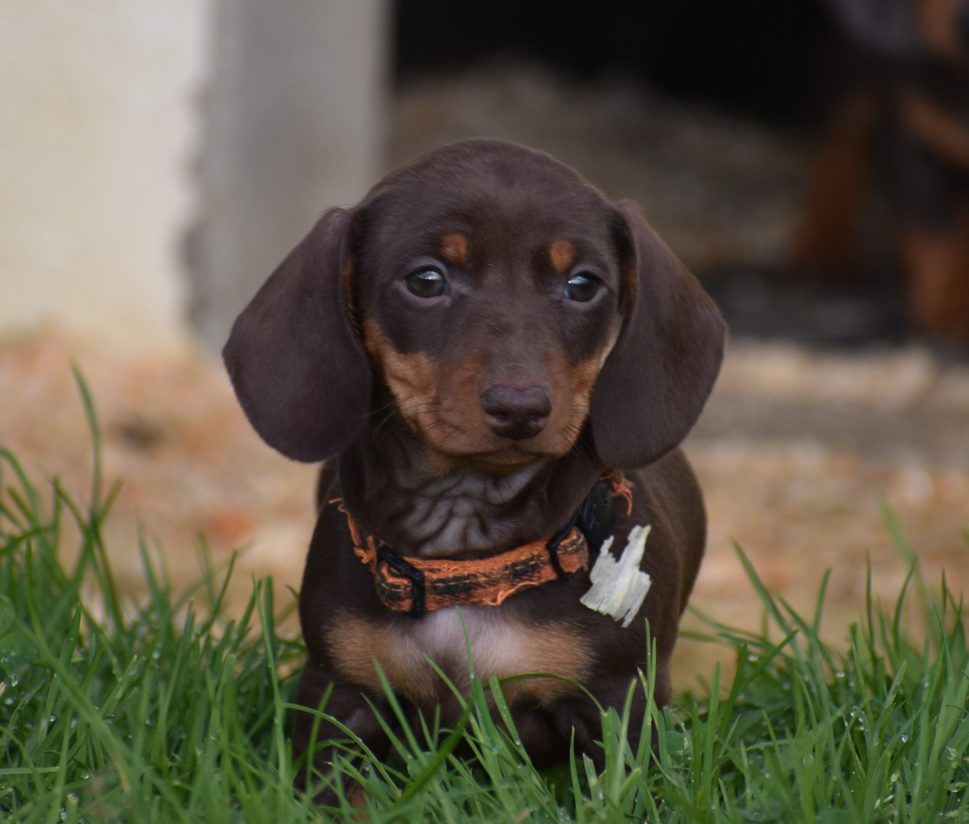 Femelle Naine chocolat