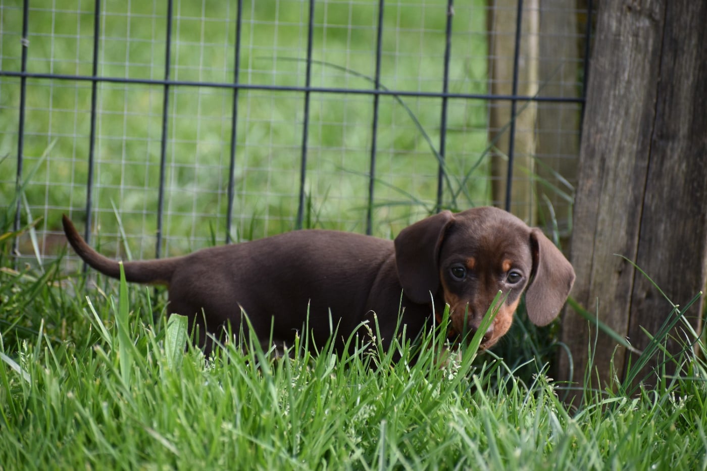 Femelle Naine chocolat