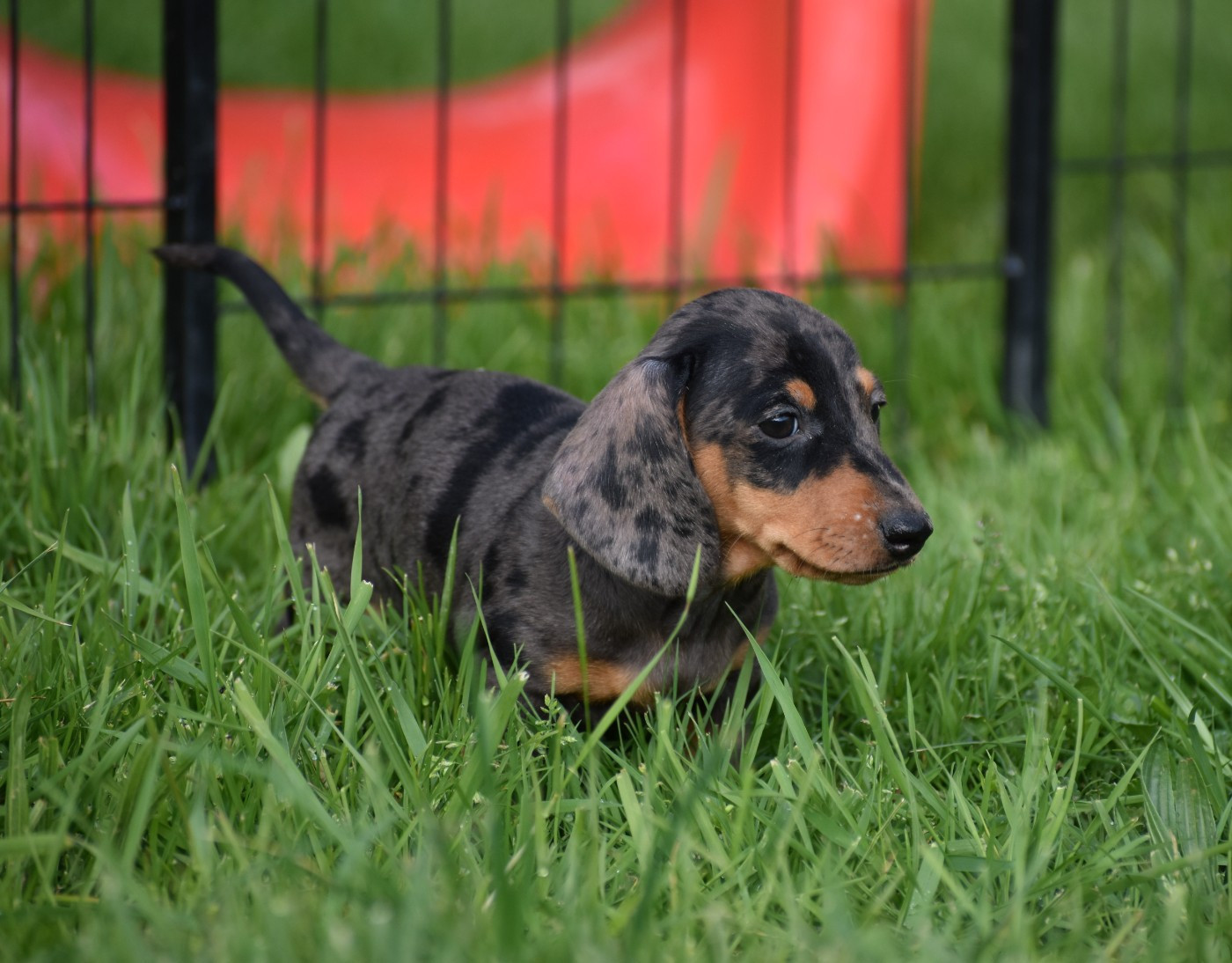Mâle Nain arlequin bleu
