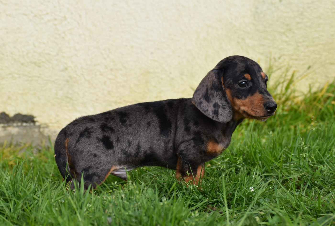 Mâle Nain arlequin bleu