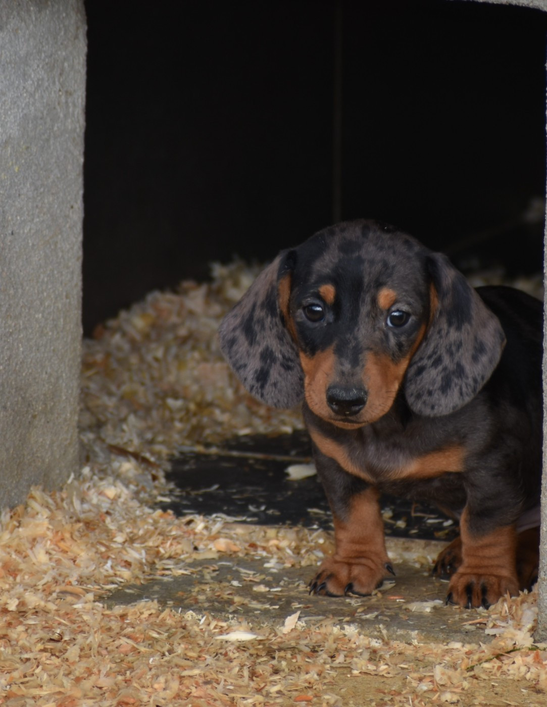 Mâle Nain arlequin bleu