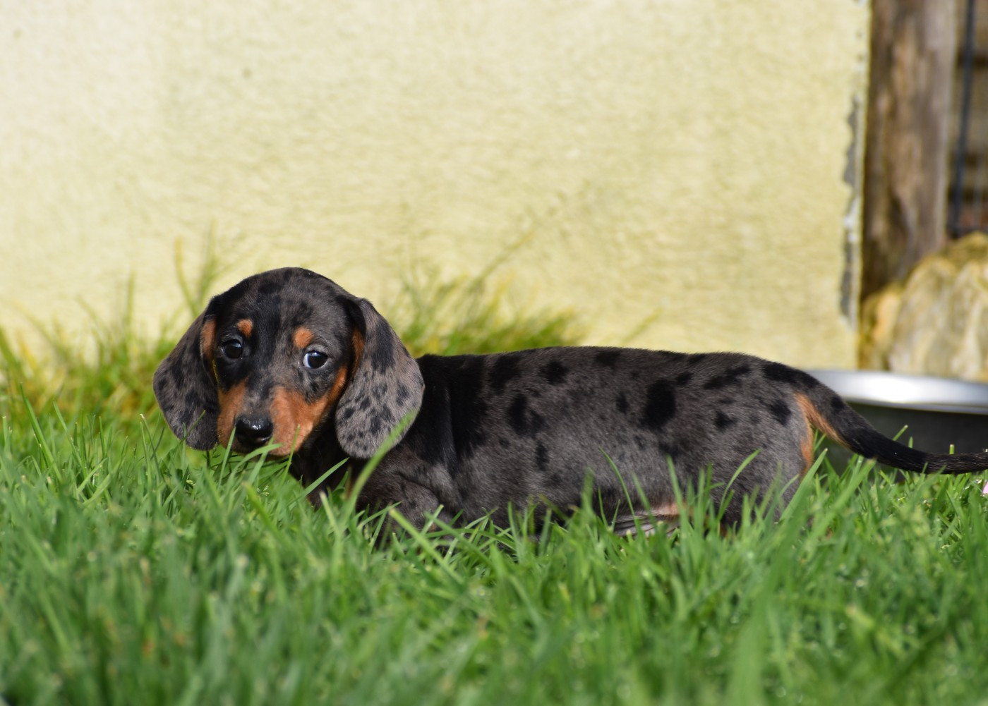 Mâle Nain arlequin bleu