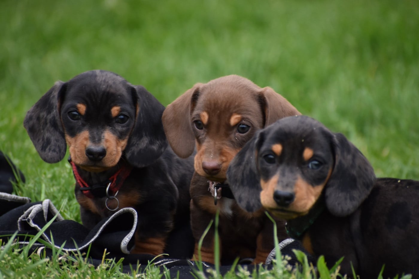 Teckel poil ras - Du Moulin Sault