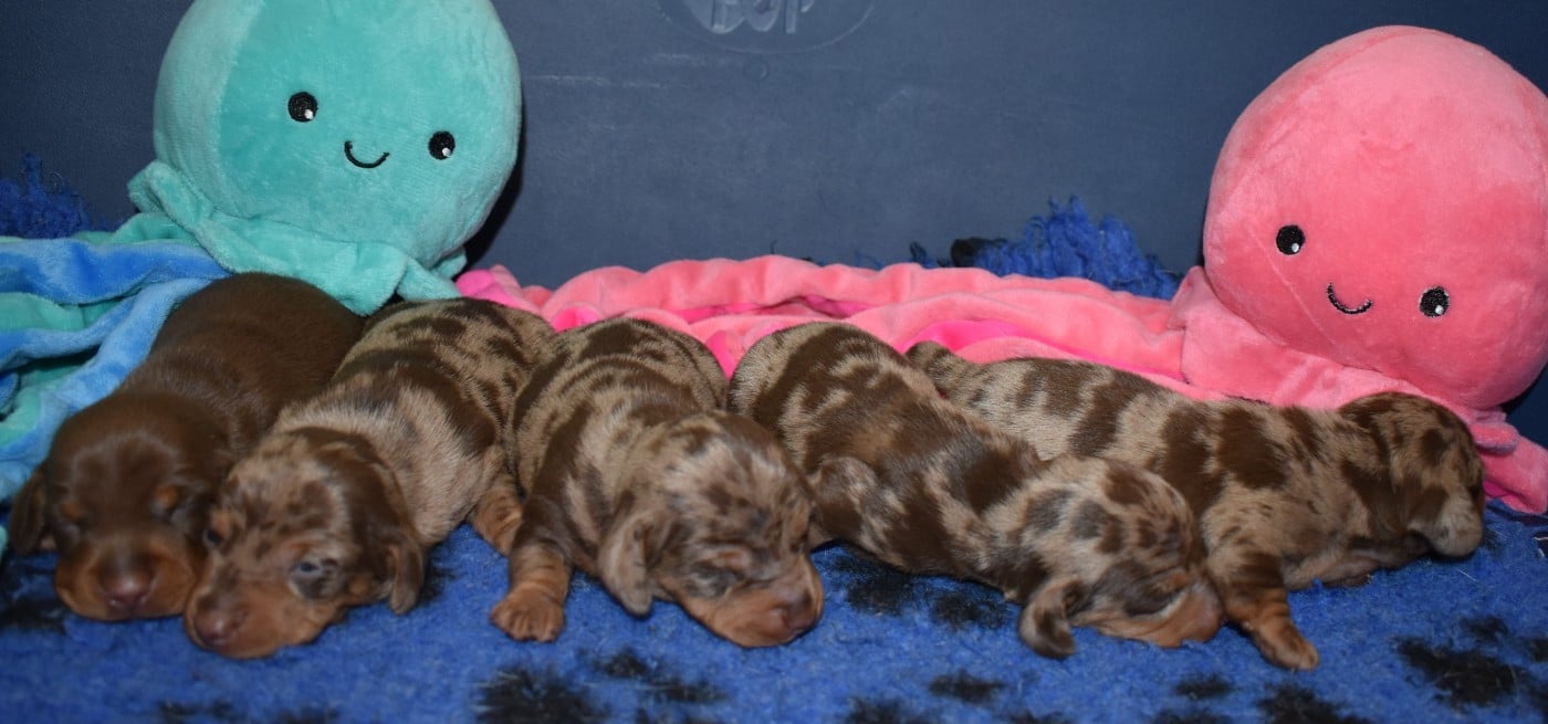 Teckel poil ras - Du Moulin Sault