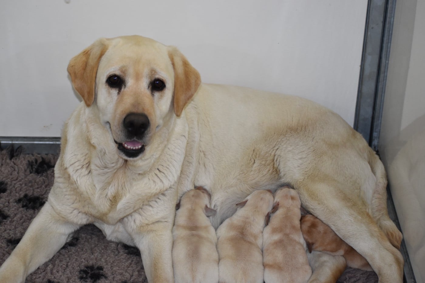 Labrador Retriever - Du Moulin Sault