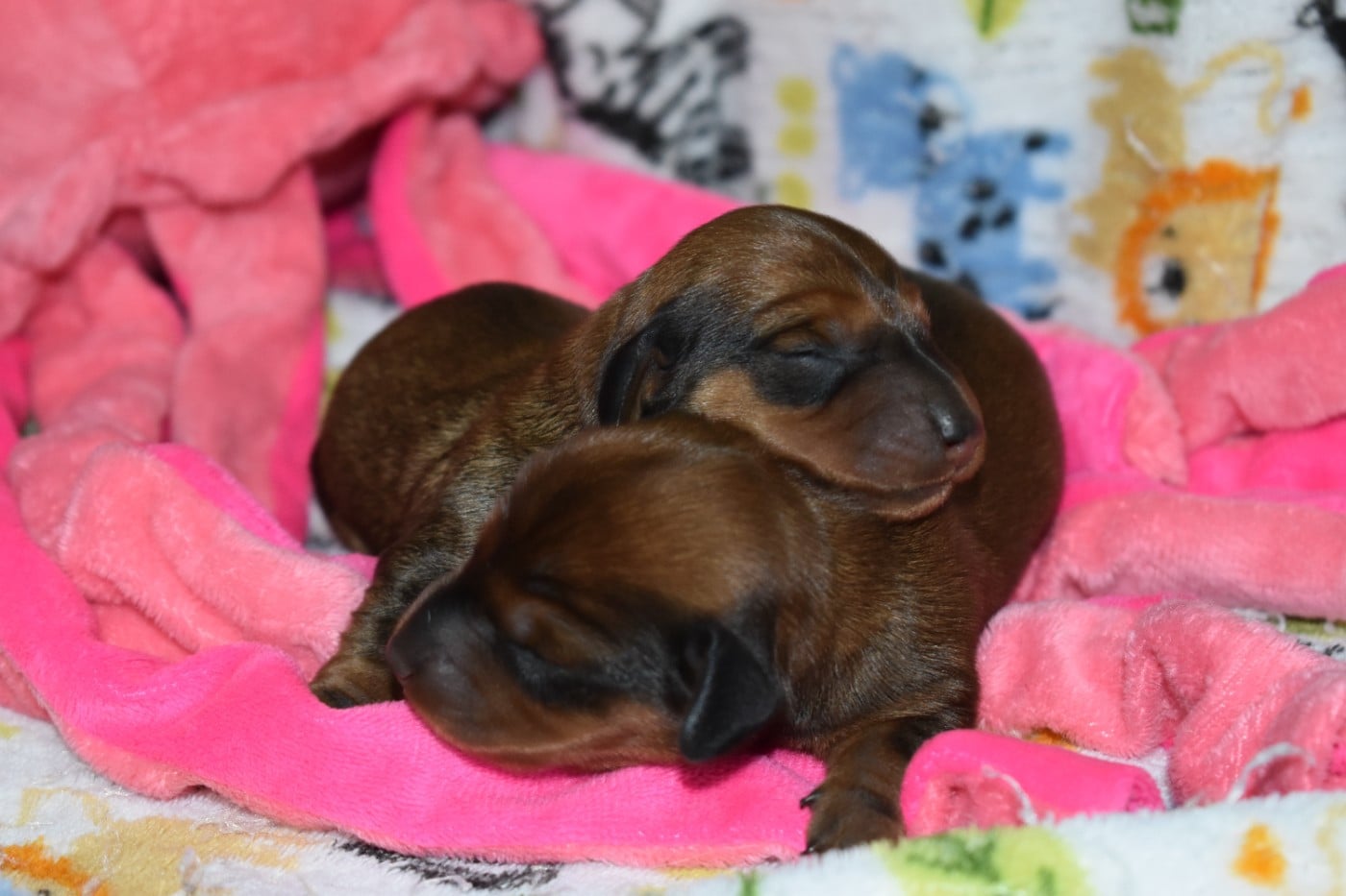 CHIOT 1