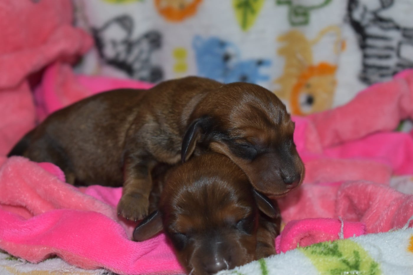 CHIOT 2