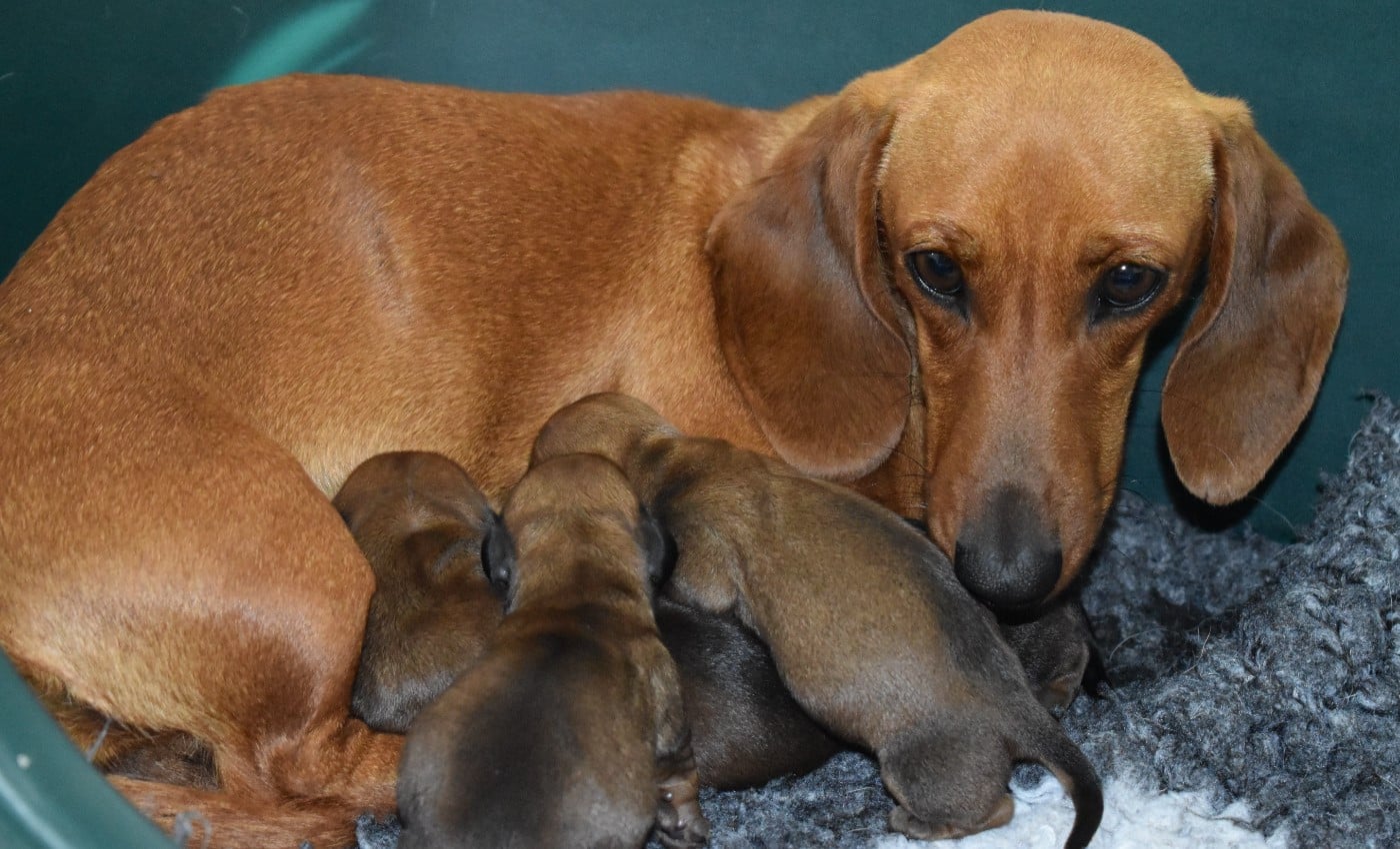 CHIOT 2