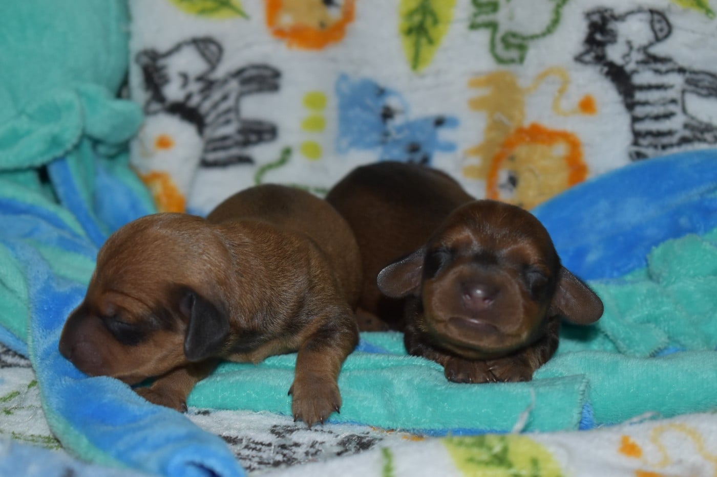 CHIOT 3