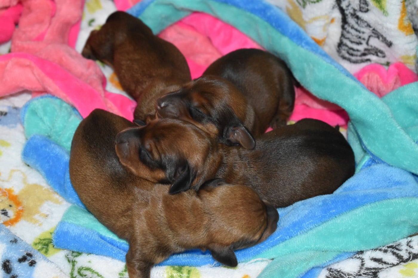 CHIOT 4