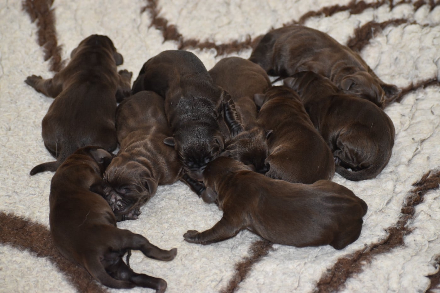 Labrador Retriever - Du Moulin Sault