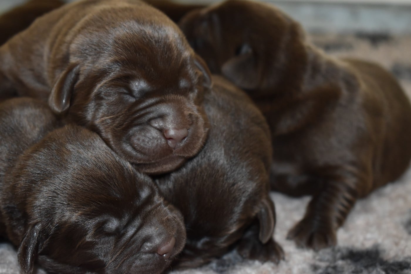 Labrador Retriever - Du Moulin Sault