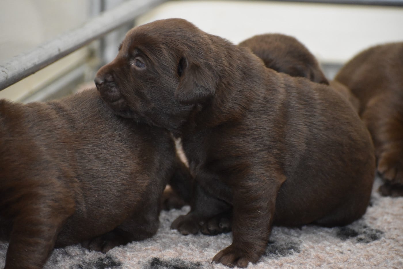 CHIOT 5 - Labrador Retriever