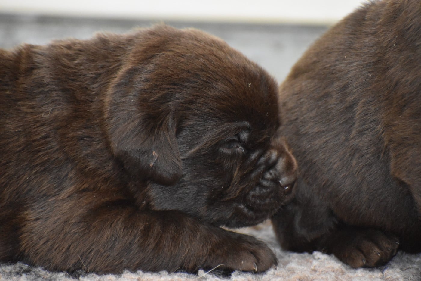 CHIOT 6 - Labrador Retriever