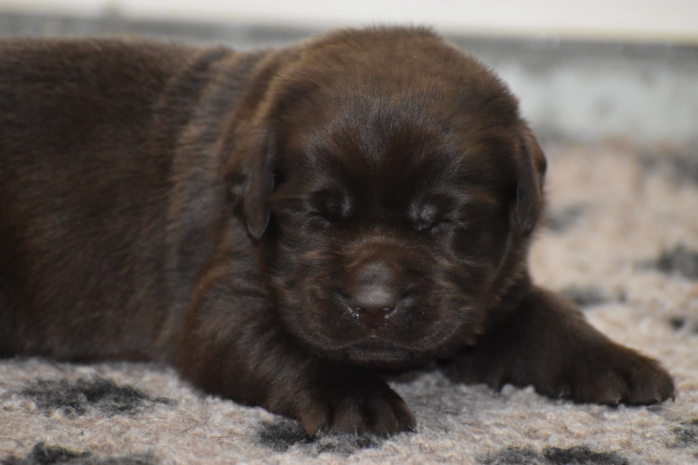 CHIOT 7 - Labrador Retriever
