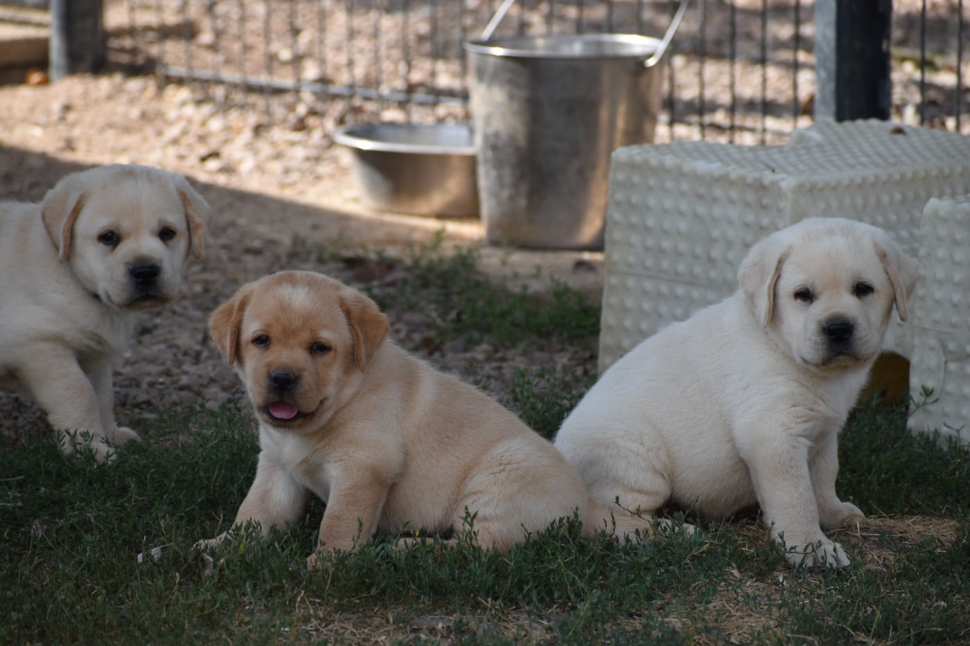 Labrador Retriever - Du Moulin Sault