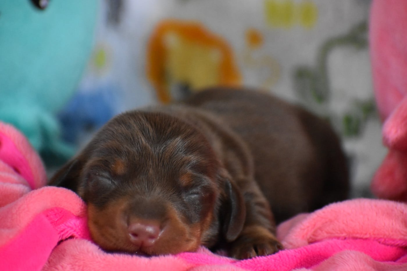 Chiot N°1 - Teckel poil ras