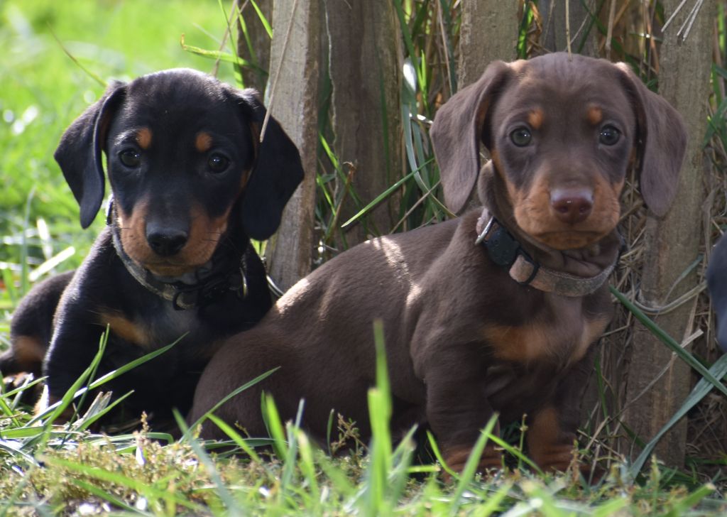 Femelle teckel nain poil ras