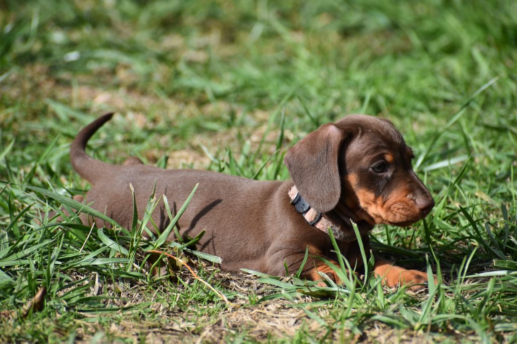 Femelle teckel nain poil ras