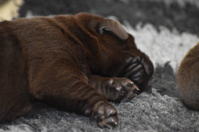 Les chiots de Labrador Retriever