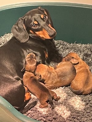 Les chiots de Teckel poil ras