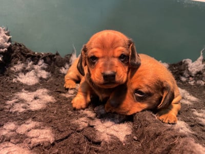 Les chiots de Teckel poil ras