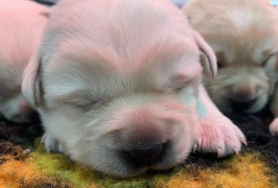 Les chiots de Labrador Retriever