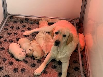 Les chiots de Labrador Retriever