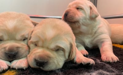 Les chiots de Labrador Retriever