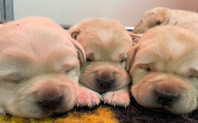Les chiots de Labrador Retriever
