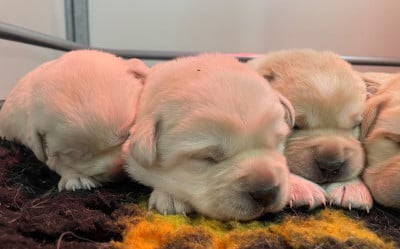 Les chiots de Labrador Retriever