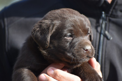 Les chiots de Labrador Retriever