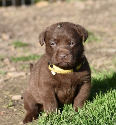 Les chiots de Labrador Retriever