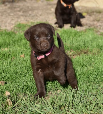 Les chiots de Labrador Retriever