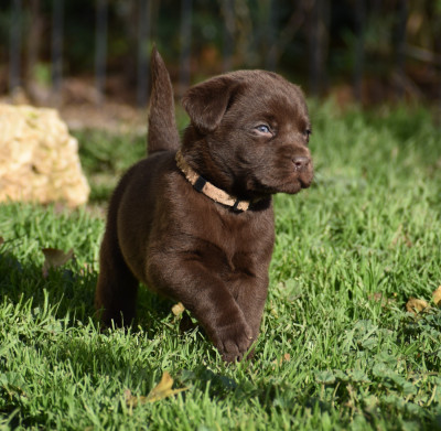 Les chiots de Labrador Retriever