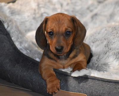 Les chiots de Teckel poil ras