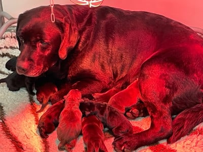 Les chiots de Labrador Retriever