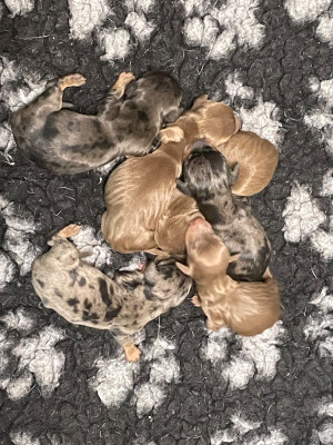 Les chiots de Teckel poil ras