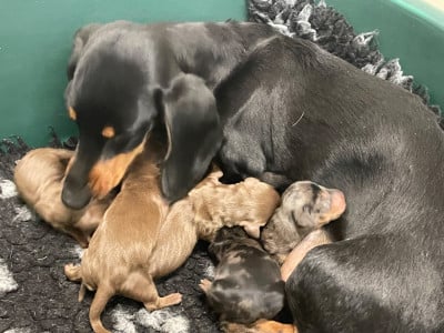 Les chiots de Teckel poil ras