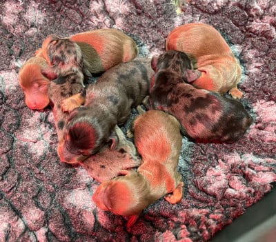 Les chiots de Teckel poil ras