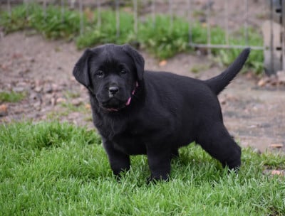 Les chiots de Labrador Retriever