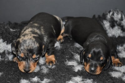 Les chiots de Teckel poil ras