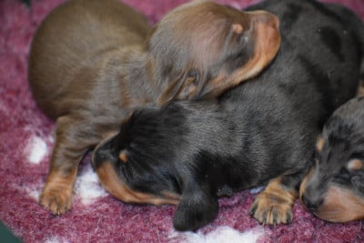 Les chiots de Teckel poil ras