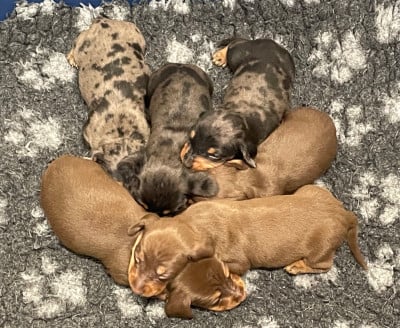 Les chiots de Teckel poil ras