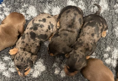 Les chiots de Teckel poil ras